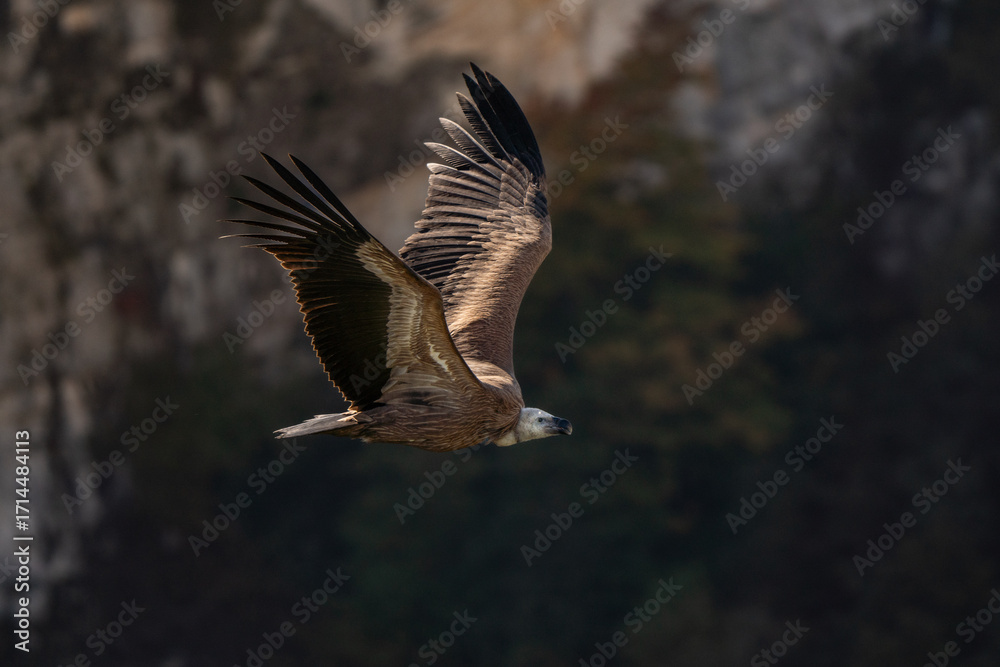 Obraz premium Griffon vulture flying over the Verdon Gorges in the colors of the foliage season 