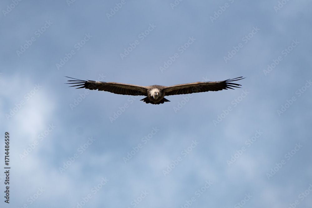 Naklejka premium Close up of a vulture flying in the sky of the Gorge du Verdon. Feathers are well visibile