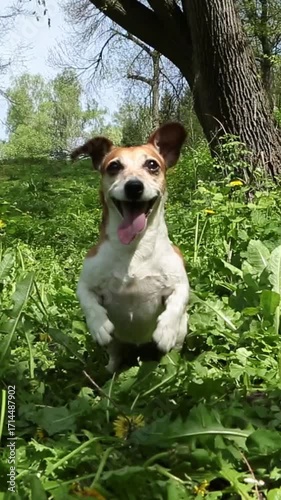 Adorable active dog dancing jumping on green grass waiting to fetch a disc toy. Happy young Jack Russell terrier playing outside in the summer park chasing toy. Vertical video footage 9:16