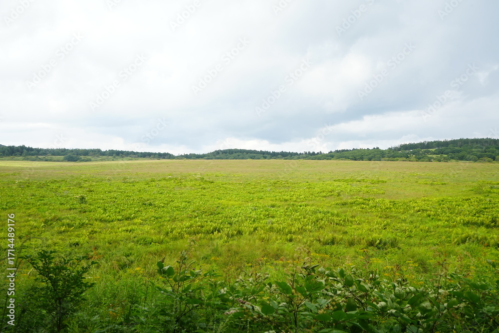 Fototapeta premium Nanashima Yashimain or Yashimagahara in Nagano, Japan - 日本 長野 七島八島 八島湿原