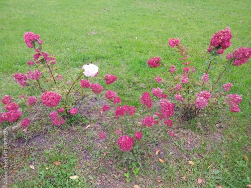 field of flowers