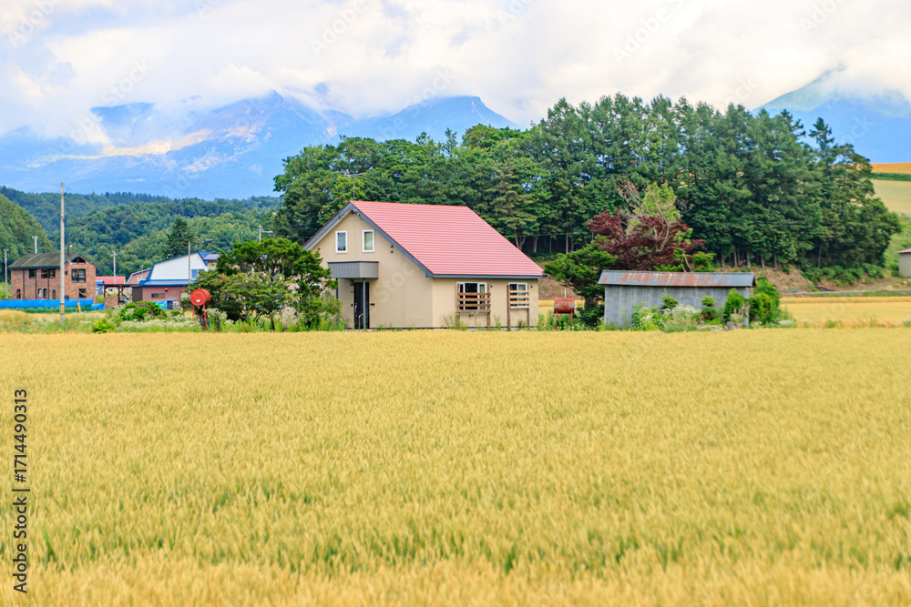 Obraz premium Countryside House with Red Roof in Golden Wheat Field with Mountain View, Biei, Hokkaido, Japan