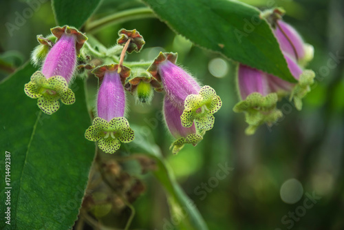 the pink flowers of a kohleria warszewiczii