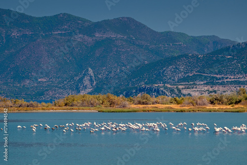 Rosaflamingos in einer Lagunge vor der Halbinsel Methana, Peloponnes, Griechenland.  25047.jpg