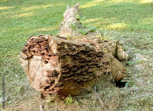 toppled tree stump with growth on it