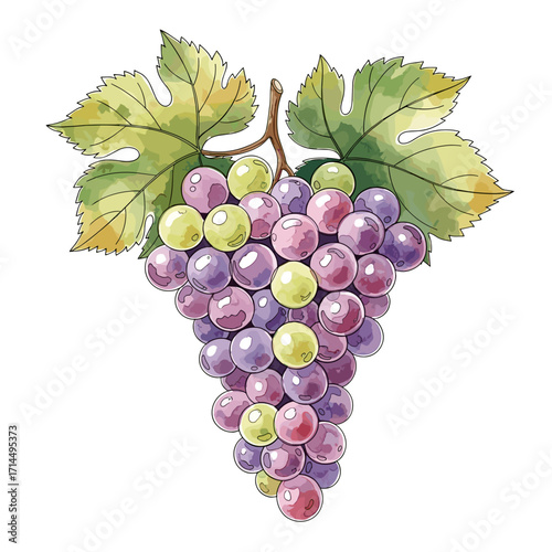 Watercolor vector illustration of grape bunch isolated on white background