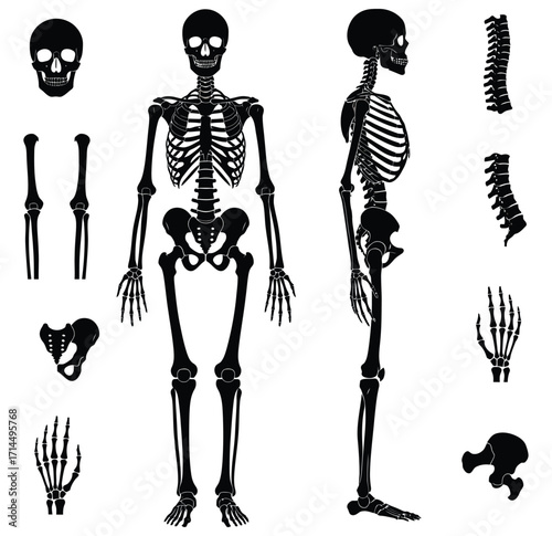 Black human skeleton anatomy front side view and separate bones on white background vector