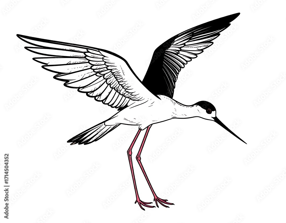 Fototapeta premium Black-winged Stilt in flight