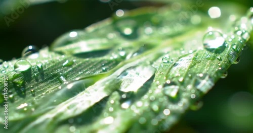 Wallpaper Mural Close-up of dew drops on a green leaf in nature Torontodigital.ca