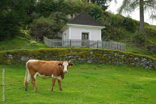 cow in front of the Olivet Chapel near Embach in Austria