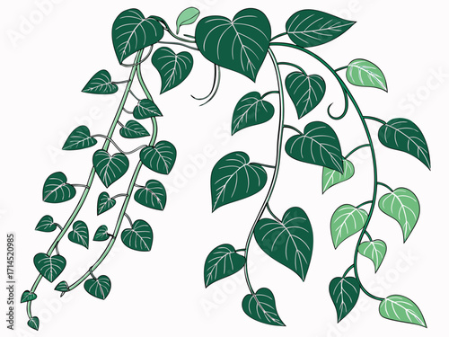 Vector art of lush green ivy vines, showcasing intricate leaf patterns and flowing branches, perfect for adding a touch of natural elegance to any design project