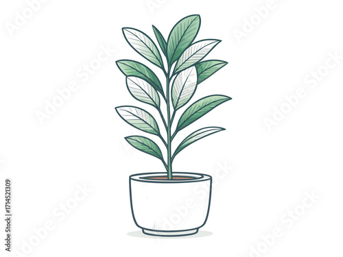 Illustration of a rubber plant in a pot, showcasing its glossy, dark green leaves and upright growth habit, adding a touch of natural elegance to any interior space
