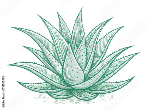 Vector art of detailed aloe vera plant illustration, showcasing intricate line work and botanical details, perfect for natural health and wellness designs