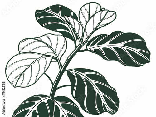 Vector art of detailed line art illustration of a fiddle leaf fig plant, , showcasing the intricate venation and unique shape of its leaves, perfect for botanical studies and design projects