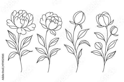 Outline peony flowers with leaves and buds botanical lineart illustration isolated on white background