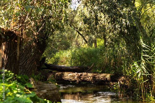 Autumn Nature Landscape with Wildlife and Plants
