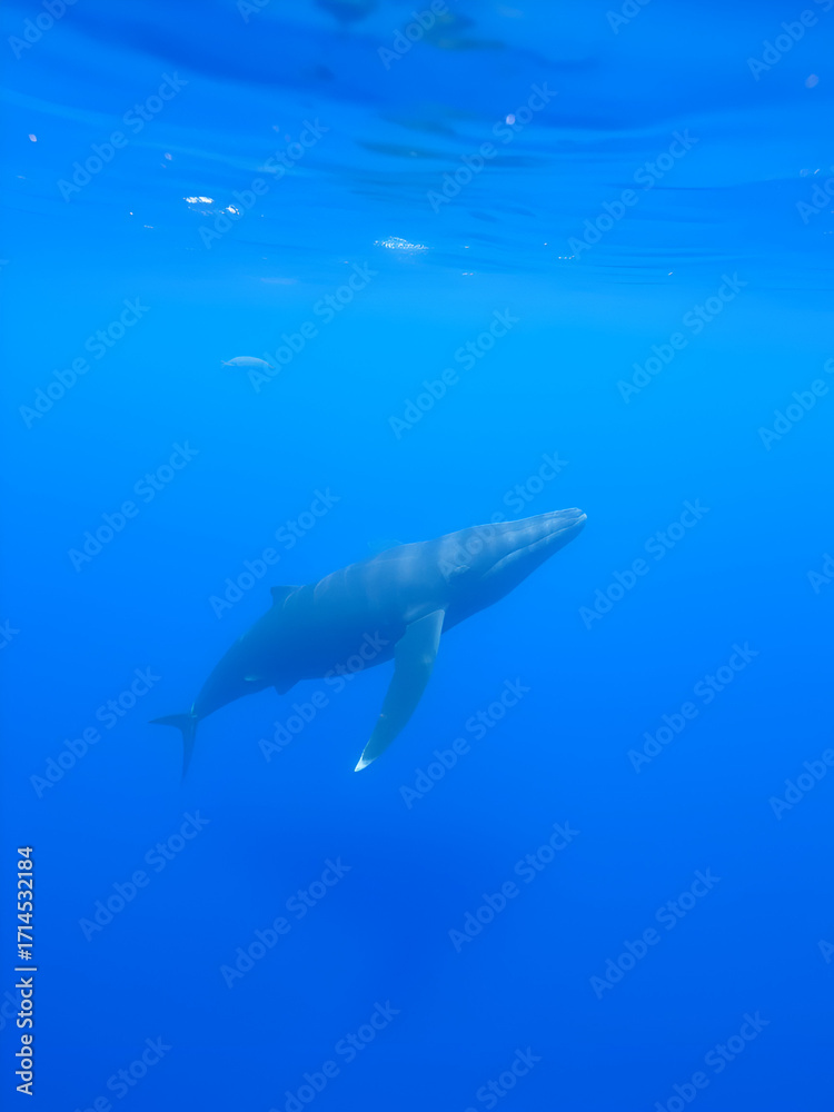 Obraz premium baleia franca free whale ocean oceano mar Eubalaena australis