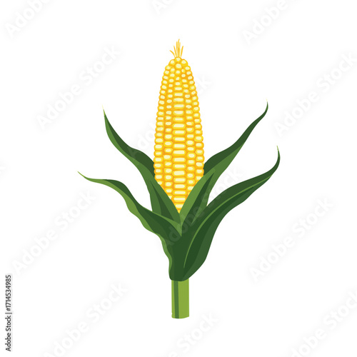 vector Fresh Corn Cob Illustration