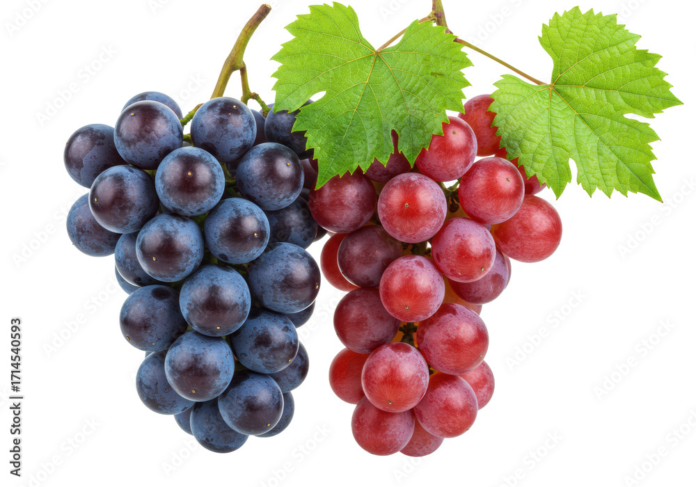Fototapeta premium Plump purple and dark burgundy grapes, crisp green leaves, delicately suspended against a seamless transparent studio background, soft lighting, sharp focus. Concept of premium freshness