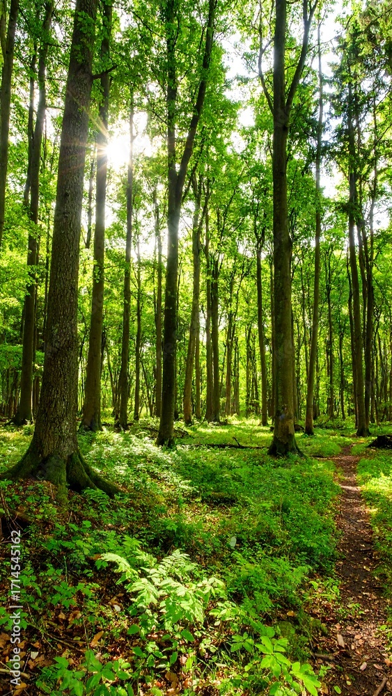 Obraz premium Lush forest bathed in sunlight (1)