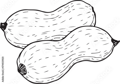 Peanuts / Peanut Sketch Drawing Vector Illustration, Doodle Line Art Linear Engraving 
