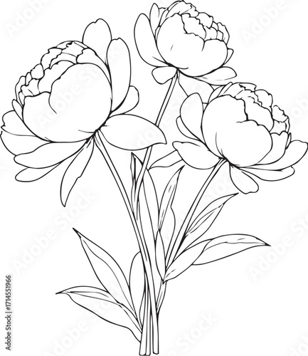 Peonies / Peony Flower Bouquet Sketch Drawing Vector Illustration, Doodle Line Art Linear Engraving 