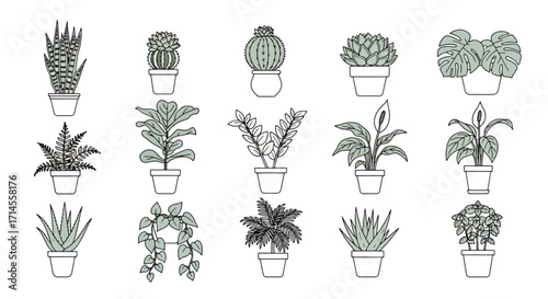 Colored vector illustration of indoor houseplants and cacti in pots, decorative botanical design for interiors.