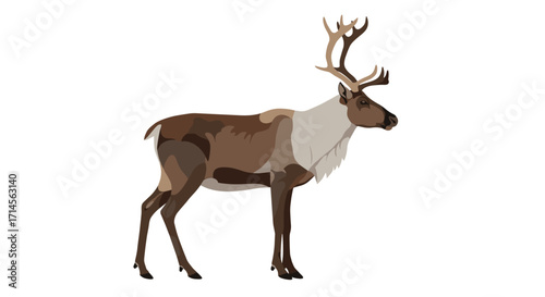 Realistic reindeer with antlers on white background in flat style