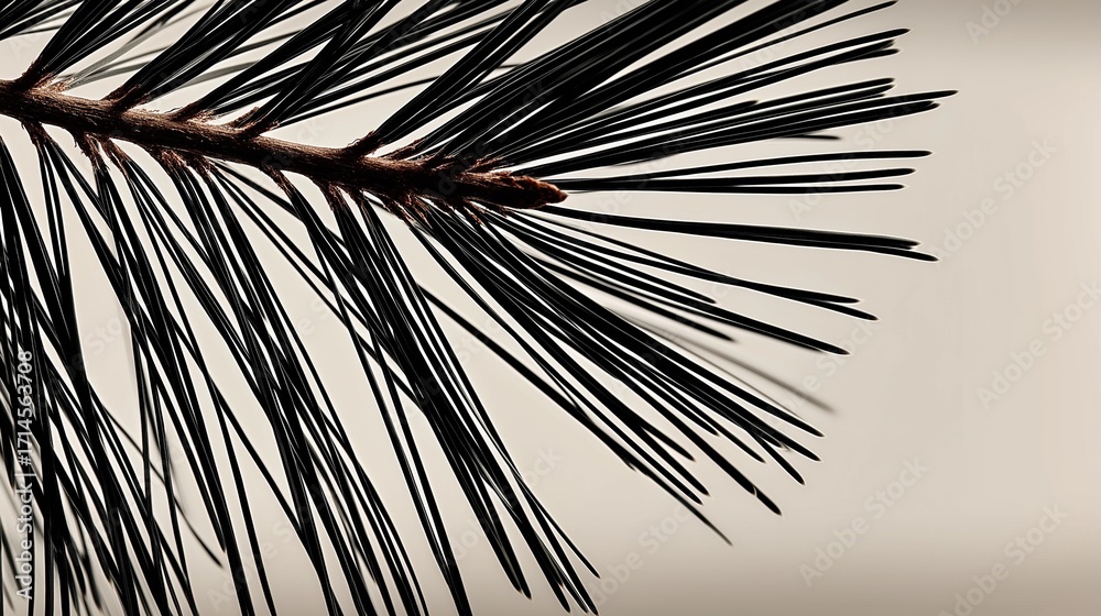 Obraz premium Close up of pine tree branch with long dark needles on neutral background, minimal nature concept, evergreen plant detail, winter season symbol, botanical and holiday design.