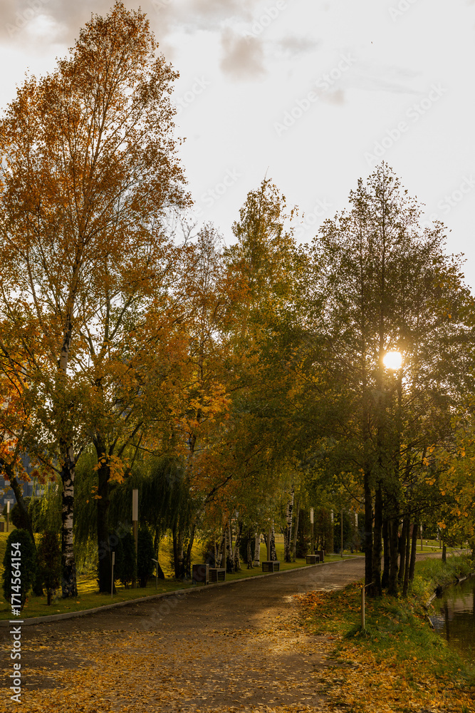 Naklejka premium Beautiful autumn park, autumn nature, pond in autumn, yellow leaves