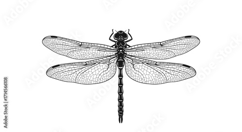 Detailed black linear artwork of a dragonfly with intricate wing patterns