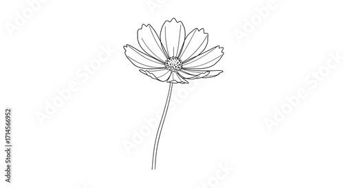 Single cosmos flower in minimalist line art style on white background