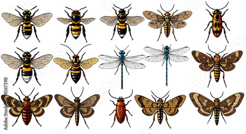 Diverse collection of detailed insects featuring bees, moths, and more