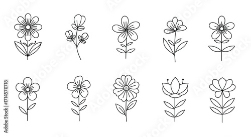 Elegant minimalist floral designs in linear style for creative decor