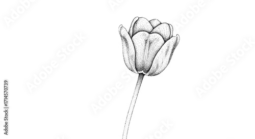 Detailed dotwork tulip flower on white background: nature in intricate stippling art