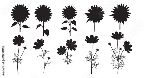 Floral silhouettes: sunflower and cosmos collection for nature designs