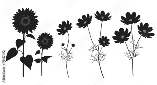 Elegant black floral silhouettes of sunflowers and cosmos flowers
