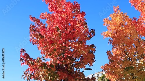 Autumn park with yellow orange trees. Leaves sway in wind in leave fall. Japanese maple palmate, autumn tree, city of Dnipro, Dnepr, Ukraine, wallpaper