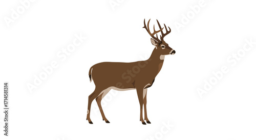 Realistic deer standing on white background with antlers