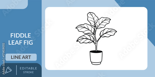A modern and clean vector line art illustration of a popular fiddle leaf fig houseplant in a cylindrical pot.