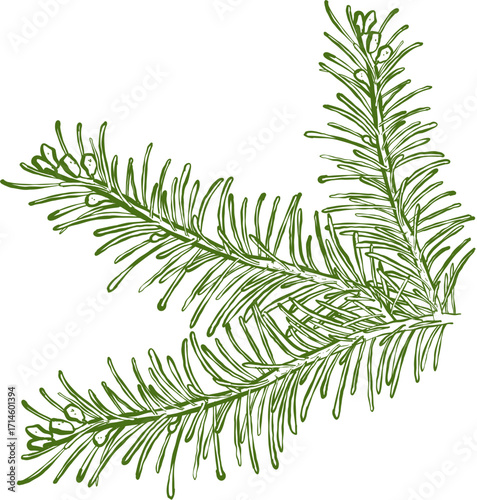Hand drawn ink vector illustration. Christmas winter time themed. Fir tree branches 