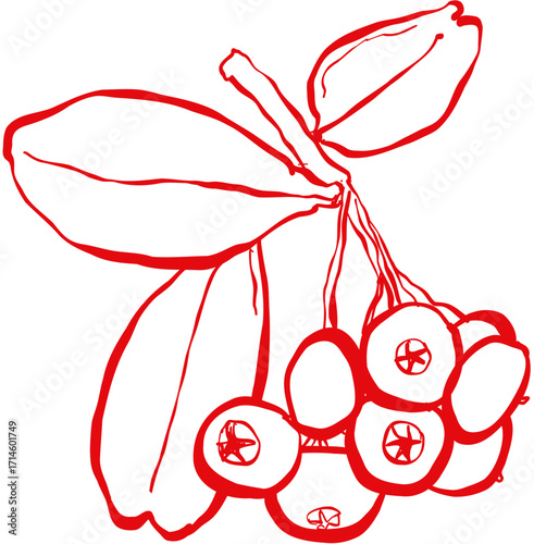 Hand drawn ink vector illustration. Christmas winter time themed. Winter berries 