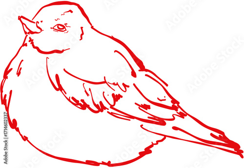 Hand drawn ink vector illustration. Christmas winter time themed. Robin bird