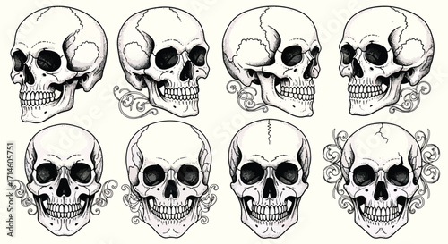 Collection of vintage-style skull illustrations with shading and detail, arranged in different angles for anatomical and artistic reference.