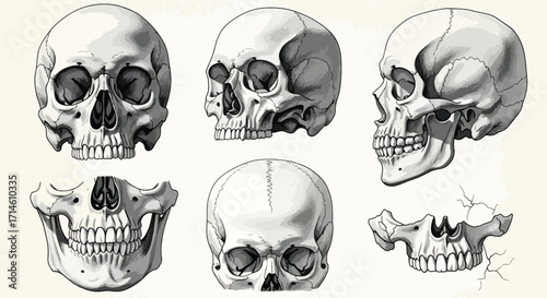 Detailed anatomical drawing of skulls in vintage style with realistic bone structures, used for medical, academic, and artistic purposes.