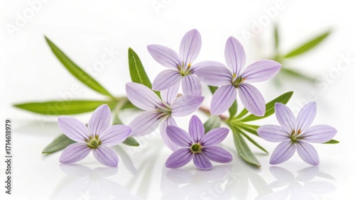 Delicate purple flowers with five petals isolated on white background