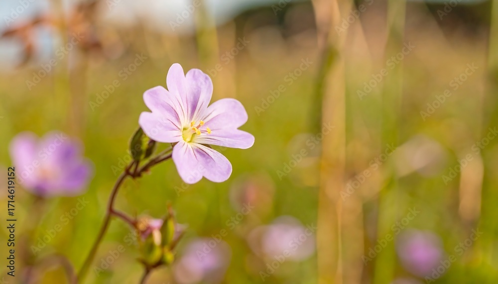 Obraz premium Close-up of a delicate light purple flower in a field