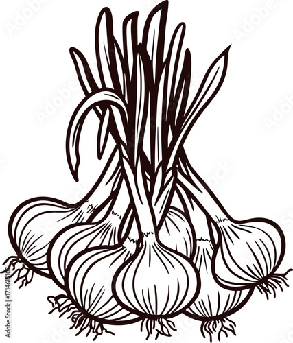 Hand drawn bundle of fresh garlic bulbs with long green stems isolated on white background illustration