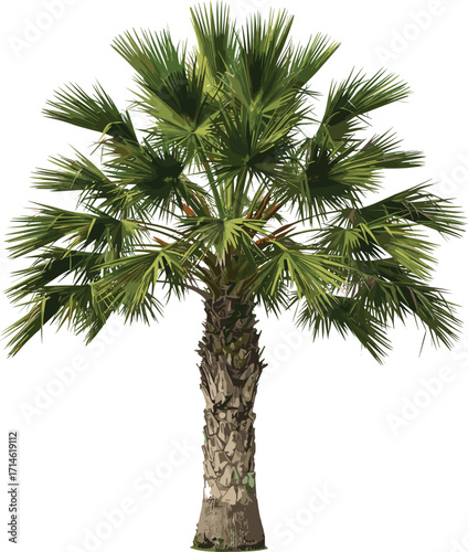 Detailed tropical palm tree vector illustration with textured trunk and lush green fan‑shaped fronds, isolated on white background for design use