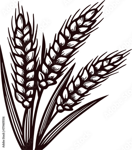 Vintage engraved illustration of wheat ears with leaves hand drawn cereal grain sketch in black and white